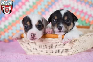Mehr über den Artikel erfahren Jack Russell Züchter und Welpen in Cham (Oberpfalz)