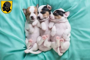 Mehr über den Artikel erfahren Jack Russell Züchter und Welpen in Coburg