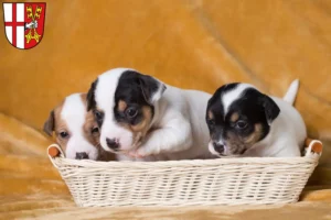 Mehr über den Artikel erfahren Jack Russell Züchter und Welpen in Cochem