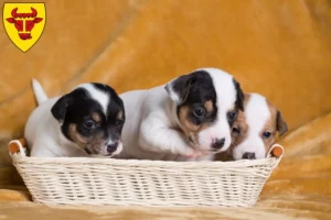 Mehr über den Artikel erfahren Jack Russell Züchter und Welpen in Coesfeld