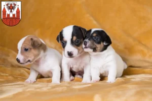 Mehr über den Artikel erfahren Jack Russell Züchter und Welpen in Cottbus