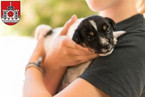 Mehr über den Artikel erfahren Jack Russell Züchter und Welpen in Detmold