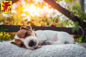 Mehr über den Artikel erfahren Jack Russell Züchter und Welpen in Diepholz