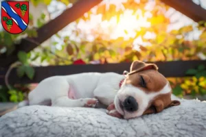 Mehr über den Artikel erfahren Jack Russell Züchter und Welpen in Dietzenbach