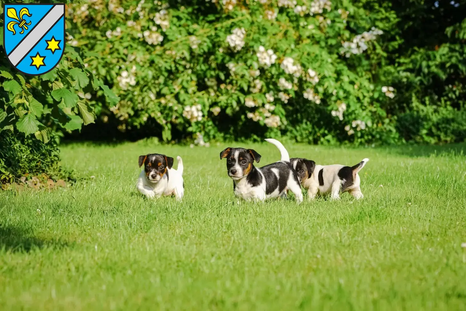 Jack Russell Welpen und Züchter Dillingen an der Donau Hier findest Du Jack Russell Züchter in Dillingen an der Donau.