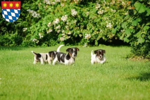 Mehr über den Artikel erfahren Jack Russell Züchter und Welpen in Dingolfing