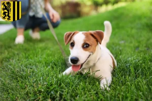 Mehr über den Artikel erfahren Jack Russell Züchter und Welpen in Dresden