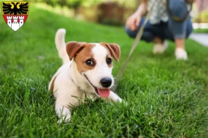 Mehr über den Artikel erfahren Jack Russell Züchter und Welpen in Duisburg