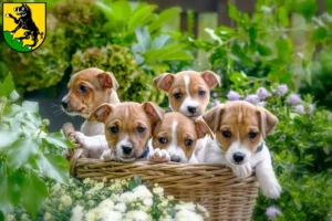 Mehr über den Artikel erfahren Jack Russell Züchter und Welpen in Ebersberg