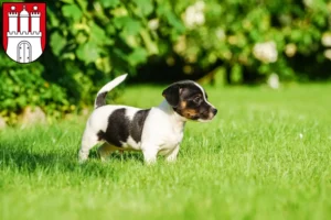 Mehr über den Artikel erfahren Jack Russell Züchter und Welpen in Eimsbüttel