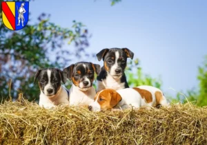 Mehr über den Artikel erfahren Jack Russell Züchter und Welpen in Emmendingen