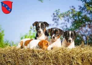 Mehr über den Artikel erfahren Jack Russell Züchter und Welpen in Erbach (Odenwald)