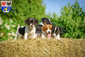 Mehr über den Artikel erfahren Jack Russell Züchter und Welpen in Erlangen