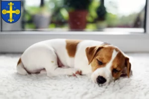 Mehr über den Artikel erfahren Jack Russell Züchter und Welpen in Eutin