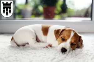 Mehr über den Artikel erfahren Jack Russell Züchter und Welpen in Feldkirch
