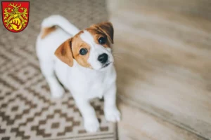 Mehr über den Artikel erfahren Jack Russell Züchter und Welpen in Forst (Lausitz)