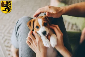 Mehr über den Artikel erfahren Jack Russell Züchter und Welpen in Frechen