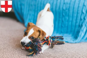 Mehr über den Artikel erfahren Jack Russell Züchter und Welpen in Freiburg im Breisgau