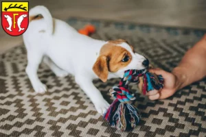 Mehr über den Artikel erfahren Jack Russell Züchter und Welpen in Freudenstadt