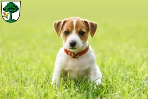 Mehr über den Artikel erfahren Jack Russell Züchter und Welpen in Freyung