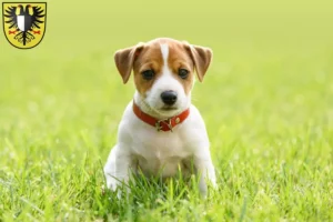 Mehr über den Artikel erfahren Jack Russell Züchter und Welpen in Friedberg (Hessen)