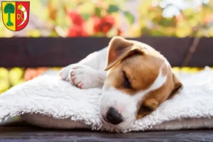 Mehr über den Artikel erfahren Jack Russell Züchter und Welpen in Friedrichshafen