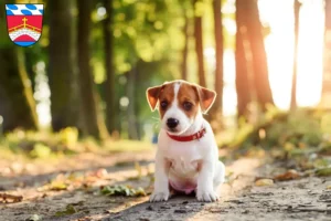 Mehr über den Artikel erfahren Jack Russell Züchter und Welpen in Fürstenfeldbruck