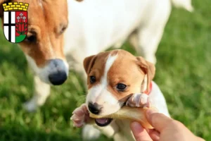 Mehr über den Artikel erfahren Jack Russell Züchter und Welpen in Fulda
