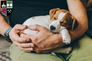 Mehr über den Artikel erfahren Jack Russell Züchter und Welpen in Gelsenkirchen
