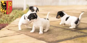 Mehr über den Artikel erfahren Jack Russell Züchter und Welpen in Genf
