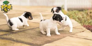 Mehr über den Artikel erfahren Jack Russell Züchter und Welpen in Gera