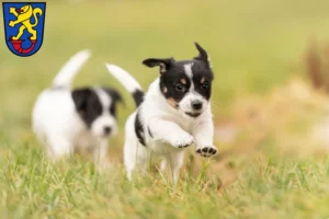 Mehr über den Artikel erfahren Jack Russell Züchter und Welpen in Gifhorn