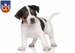 Mehr über den Artikel erfahren Jack Russell Züchter und Welpen in Göttingen