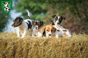 Mehr über den Artikel erfahren Jack Russell Züchter und Welpen in Graz