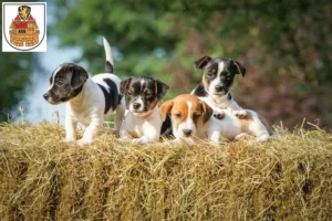 Mehr über den Artikel erfahren Jack Russell Züchter und Welpen in Greiz