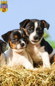 Mehr über den Artikel erfahren Jack Russell Züchter und Welpen in Groß-Gerau