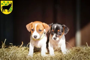 Mehr über den Artikel erfahren Jack Russell Züchter und Welpen in Güstrow