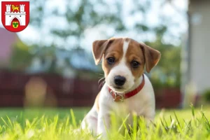 Mehr über den Artikel erfahren Jack Russell Züchter und Welpen in Hannover