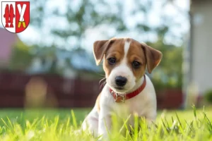 Mehr über den Artikel erfahren Jack Russell Züchter und Welpen im Harz