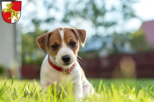 Mehr über den Artikel erfahren Jack Russell Züchter und Welpen in Haßfurt
