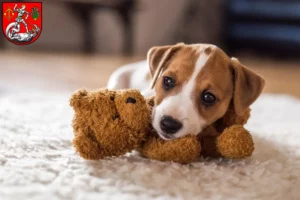 Mehr über den Artikel erfahren Jack Russell Züchter und Welpen in Heide (Holstein)
