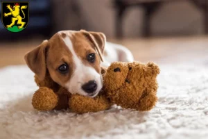 Mehr über den Artikel erfahren Jack Russell Züchter und Welpen in Heidelberg