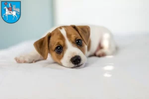 Mehr über den Artikel erfahren Jack Russell Züchter und Welpen in Heilbad Heiligenstadt