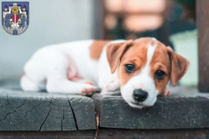Mehr über den Artikel erfahren Jack Russell Züchter und Welpen in Helmstedt