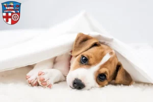 Mehr über den Artikel erfahren Jack Russell Züchter und Welpen in Heppenheim (Bergstraße)