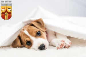 Mehr über den Artikel erfahren Jack Russell Züchter und Welpen in Herford