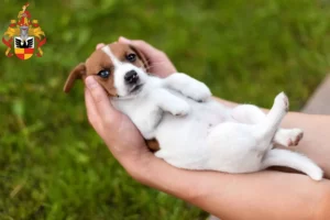 Mehr über den Artikel erfahren Jack Russell Züchter und Welpen in Hildesheim