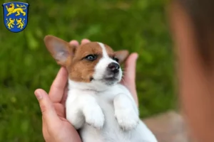 Mehr über den Artikel erfahren Jack Russell Züchter und Welpen in Homberg (Efze)