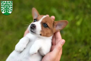 Mehr über den Artikel erfahren Jack Russell Züchter und Welpen in Homburg