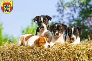 Mehr über den Artikel erfahren Jack Russell Züchter und Welpen in Husum